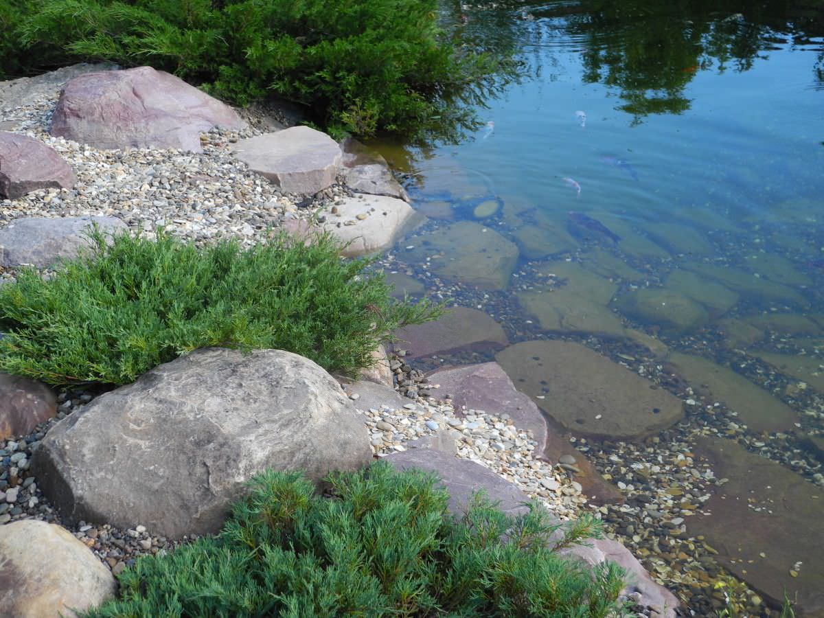 Обложка проекта: Водоём на участке