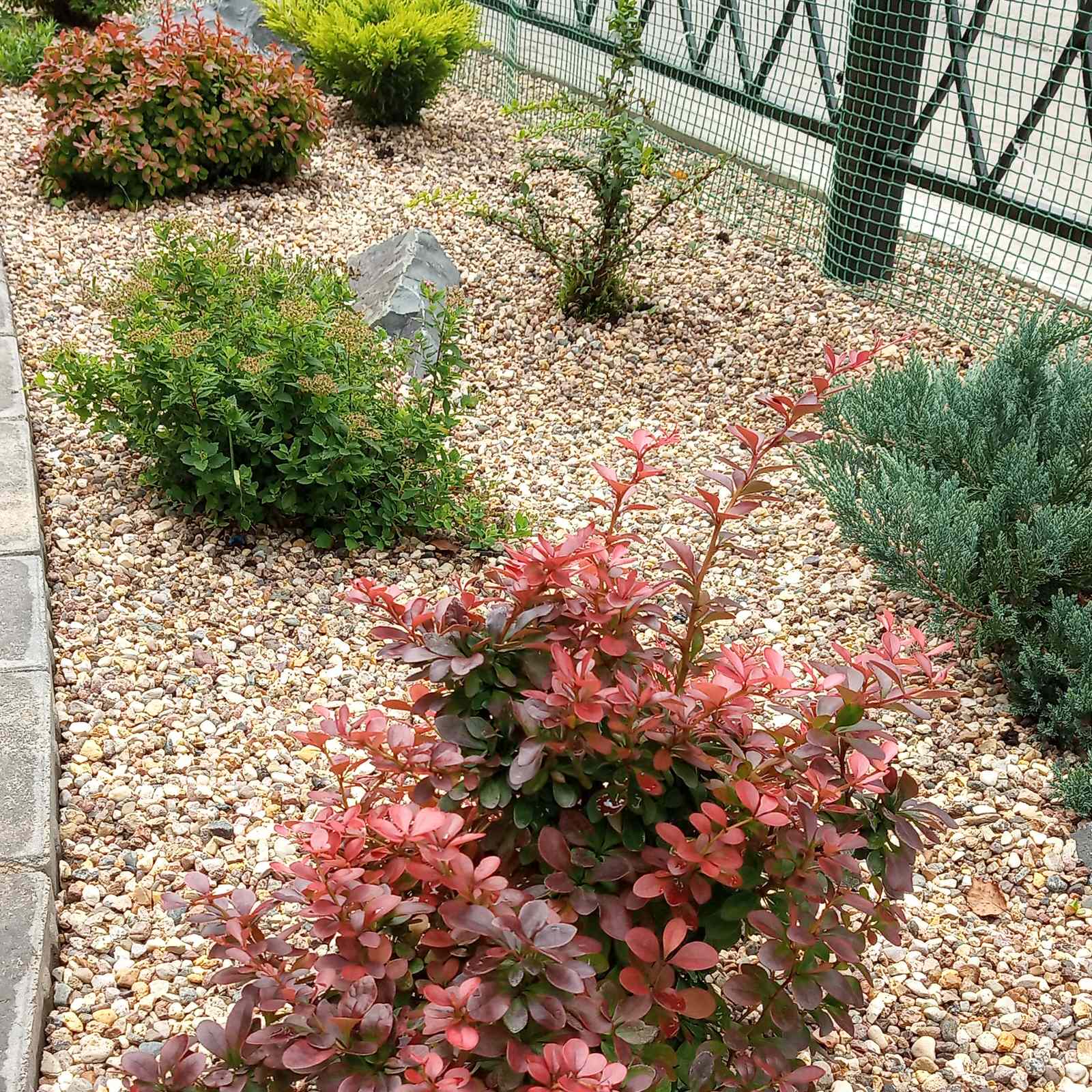 Берёзки и камни