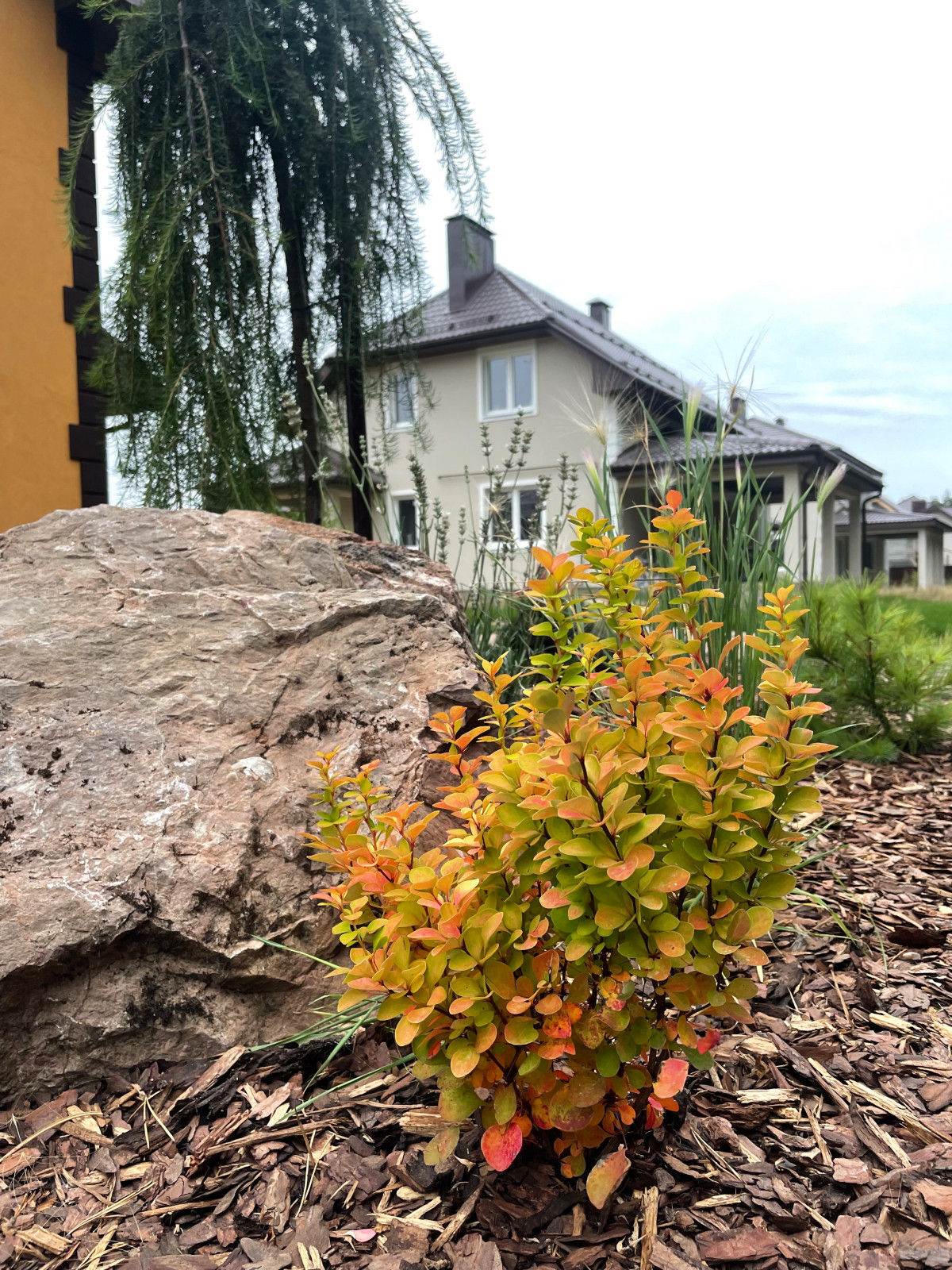 Обложка проекта: “Сказка в сосновом лесу»