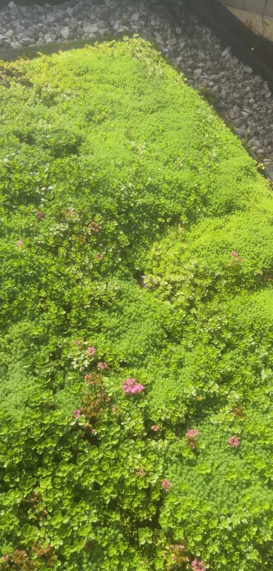 Зелёная кровля на Валдае