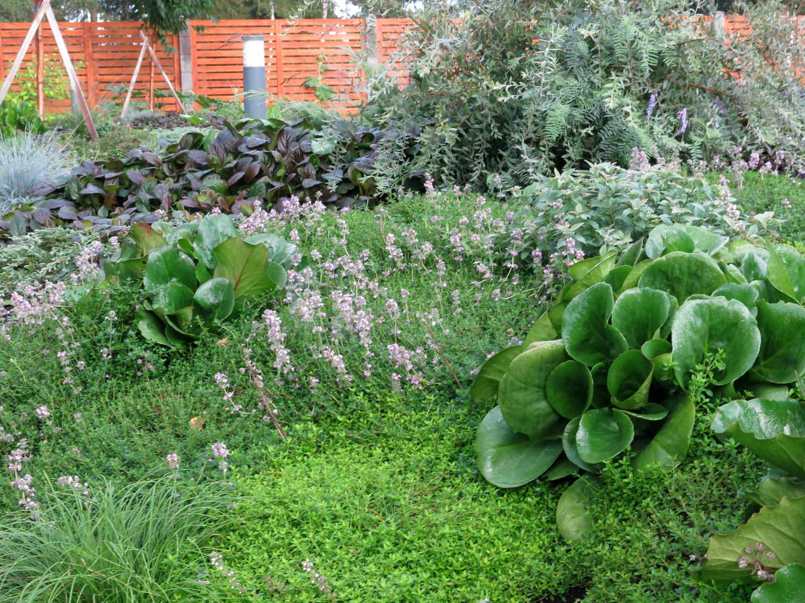ЯГОДНОЕ ЛУКОШКО (РАСТВОРИВШИСЬ В РАДУГЕ). СЕЗОН 2016. УТРО