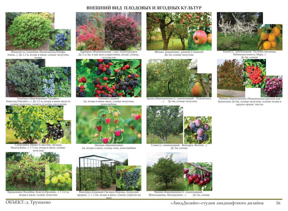 Проект ландшафтного дизайна