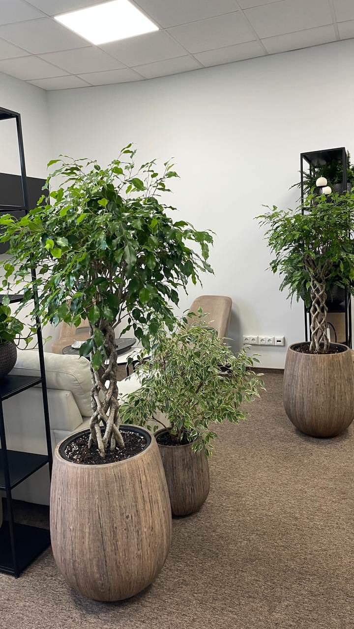 Озеленение офиса компании "ROBE GARDEN"