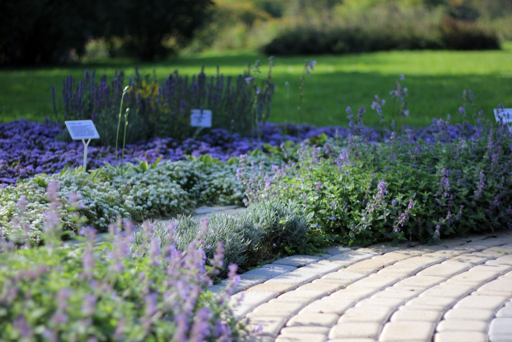 Ландшафт. Цветник в ГБС Москвы (по заказу ландшафтной компании «Формула Сада»)