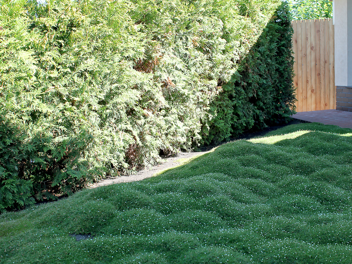 Обложка проекта: Муромский