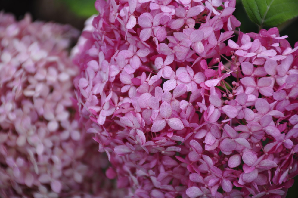 д. Косово - Уход за садом - 100% качество