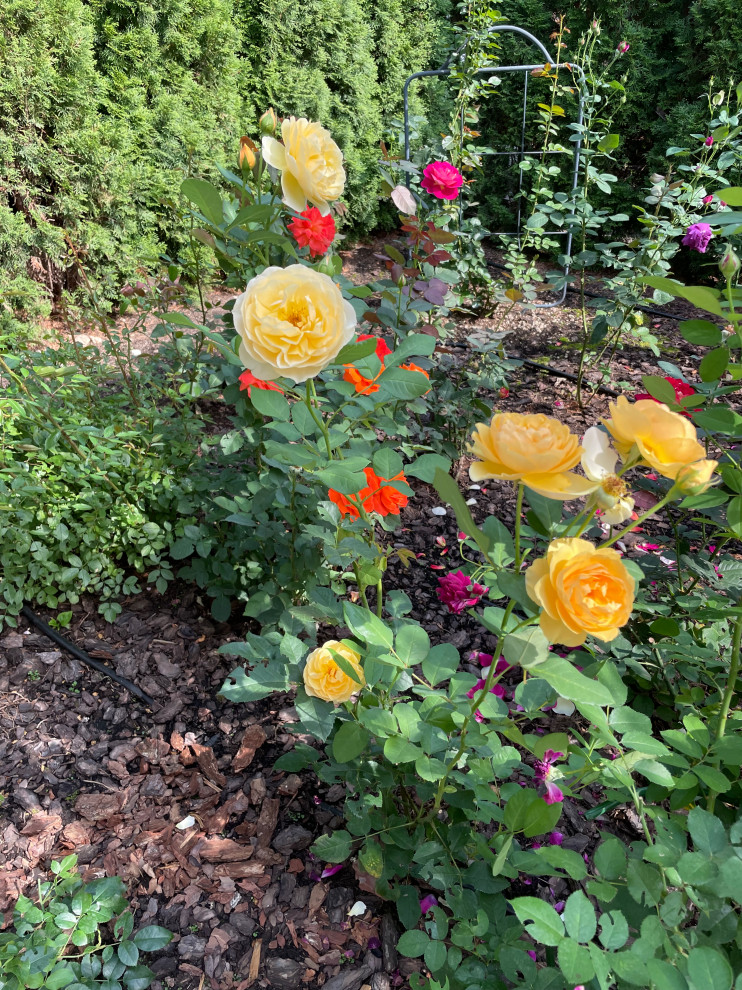 КП Пестово "Evergreen'