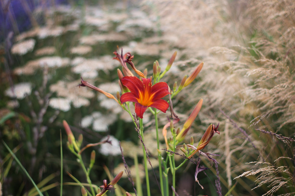 Обложка проекта: Цветники Советской площади