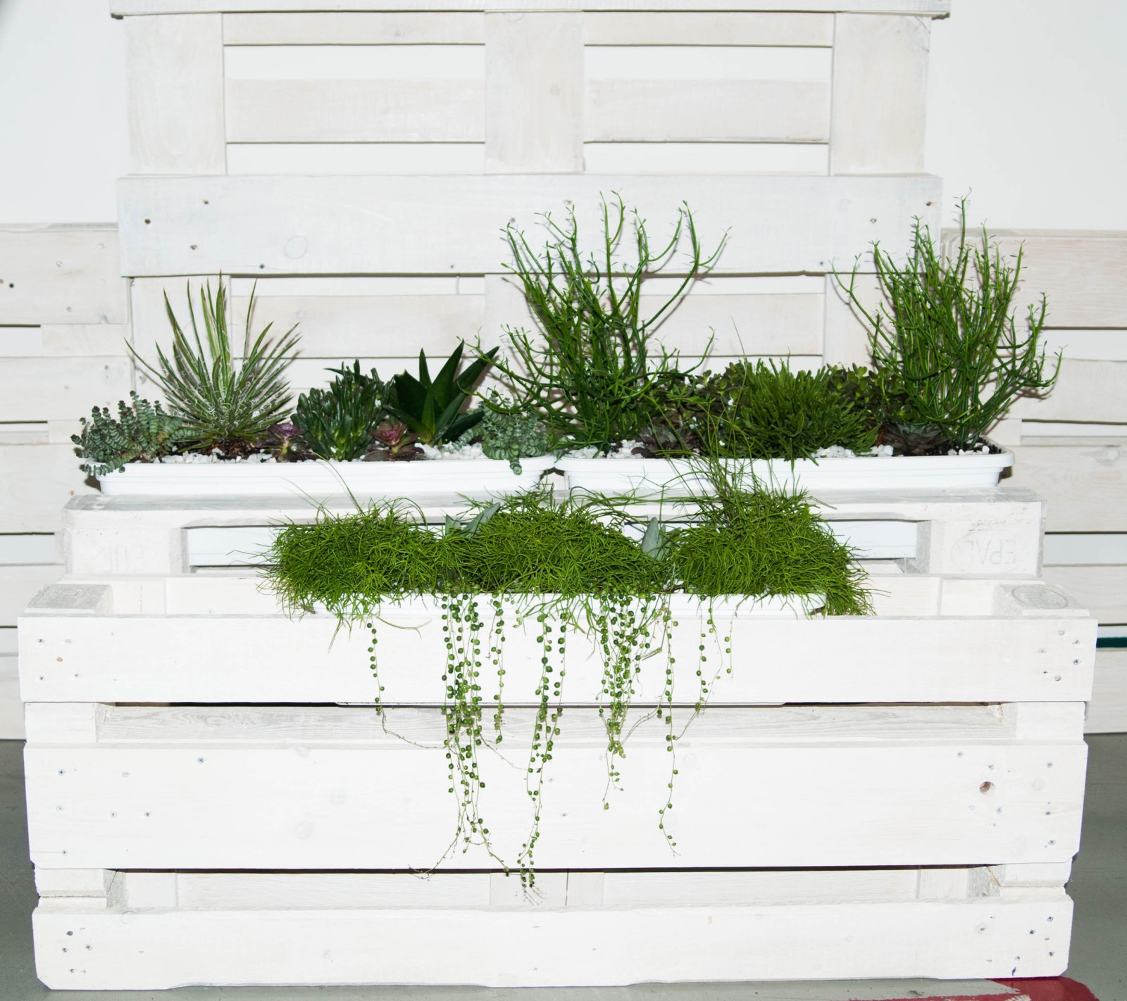 Обложка проекта: Суккуленты в декоре