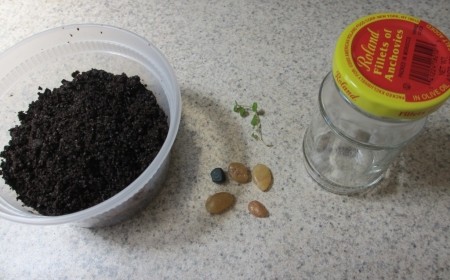 Своими руками: Как сделать флорариум