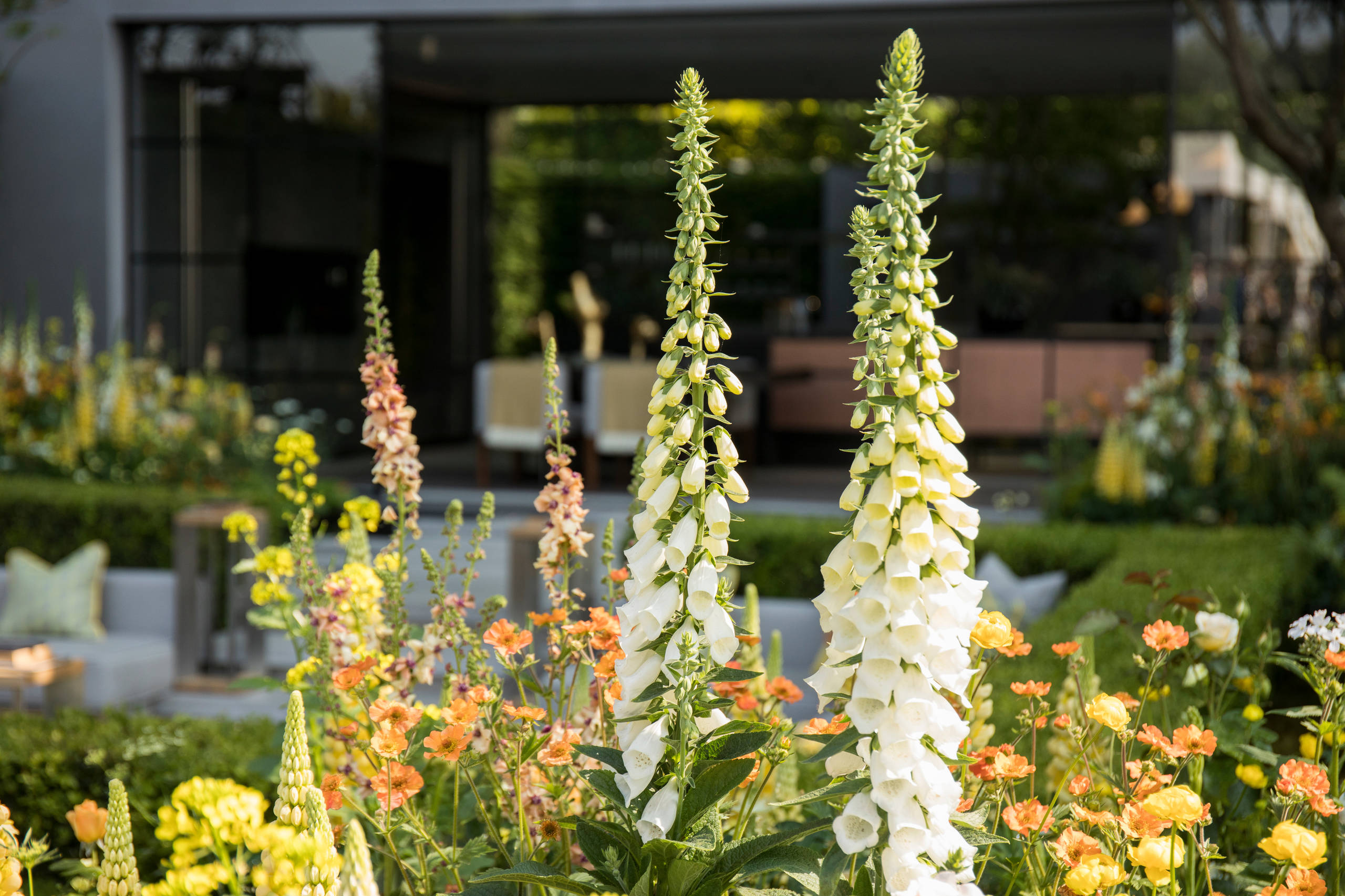 Уроки Chelsea Flower Show: Модные растения 2018 года