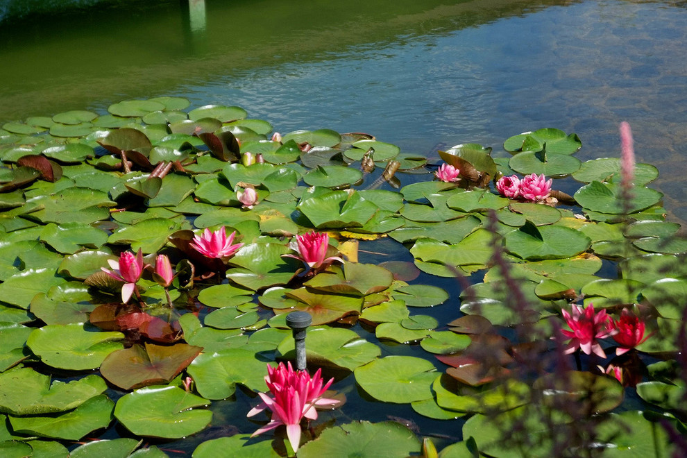 Ландшафтный сад с прудом в КП "Европа"
