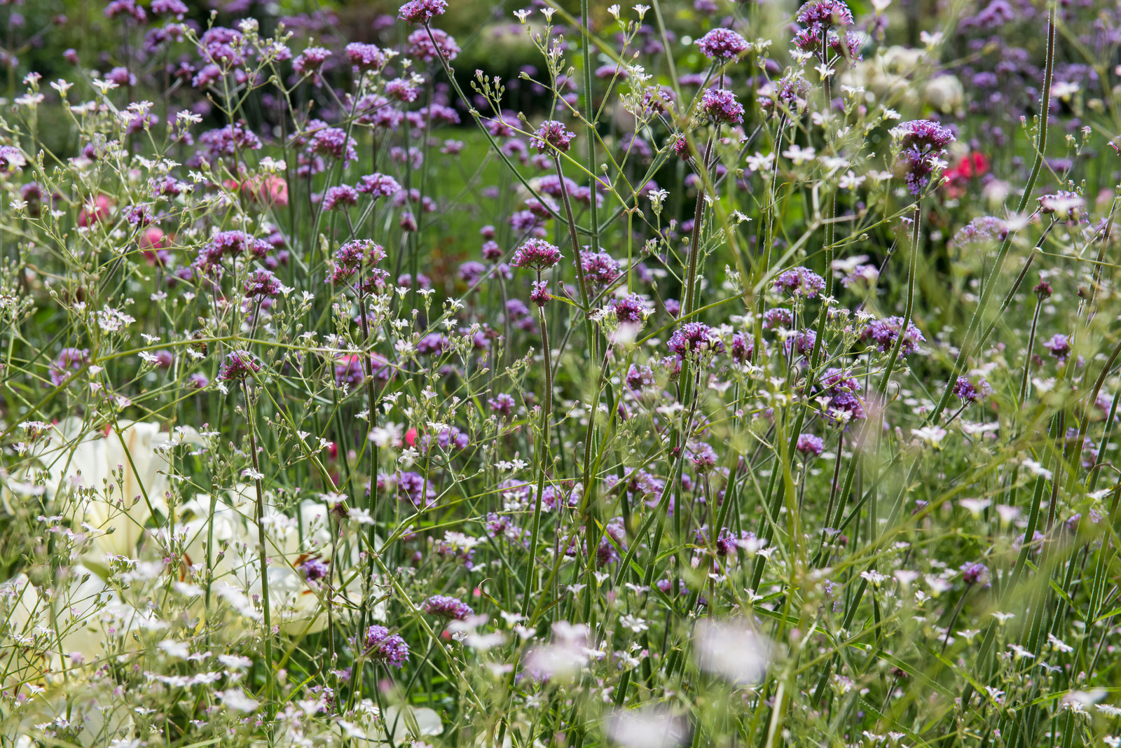 Большой сад в пригороде