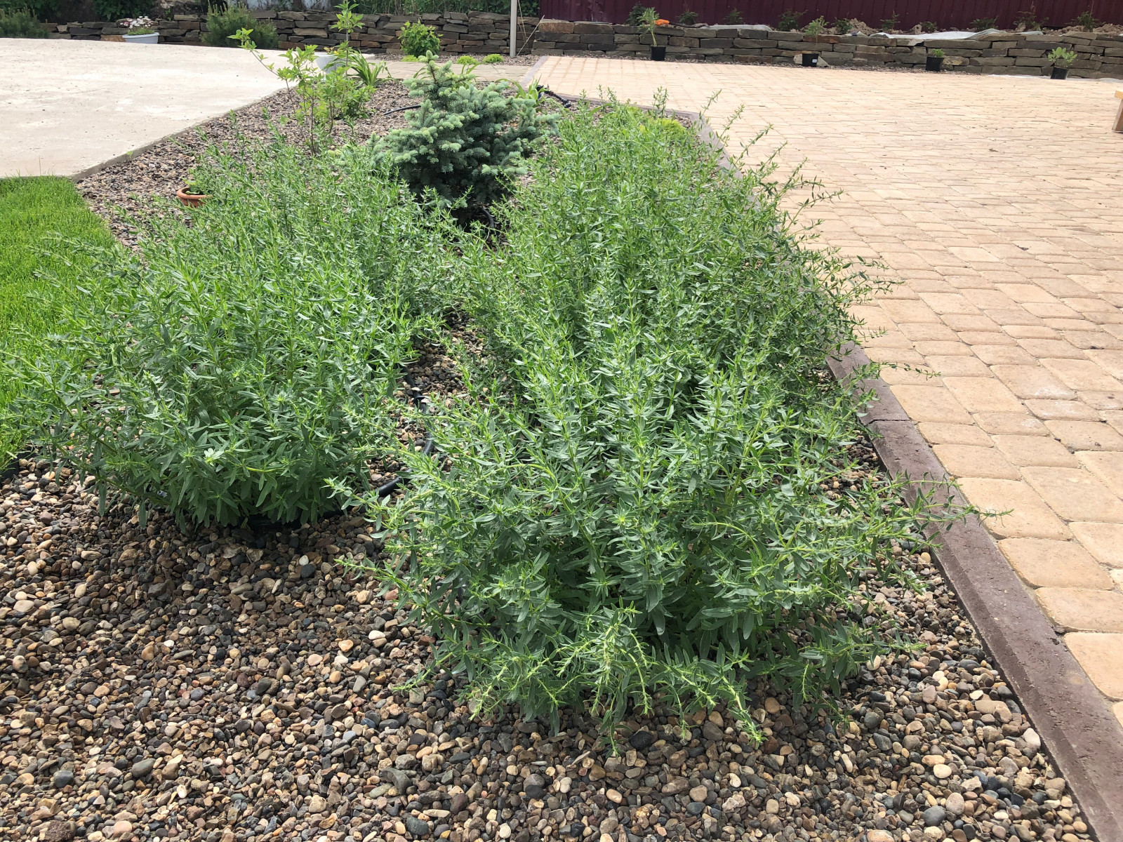 Обложка проекта: Карабатово, где две корги веселятся с нашей отсыпкой))