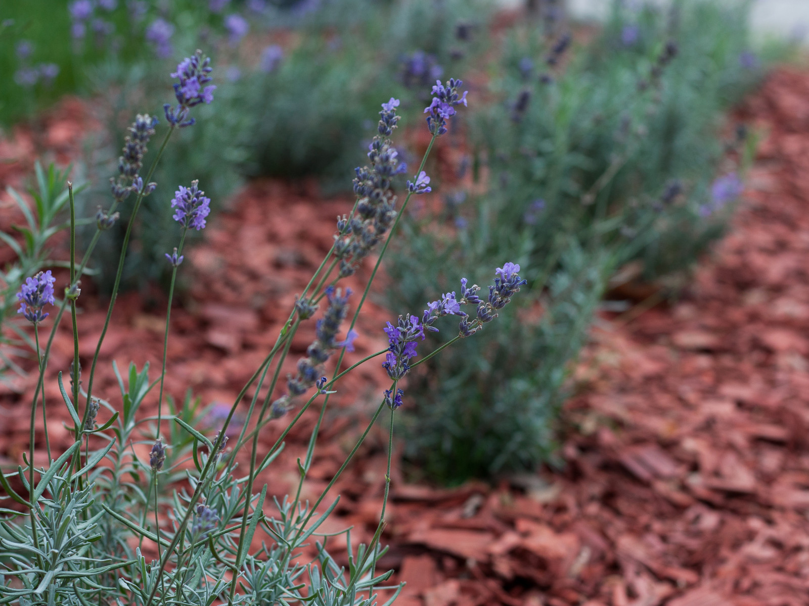 СЕНЬЙОР ПОМІДОР