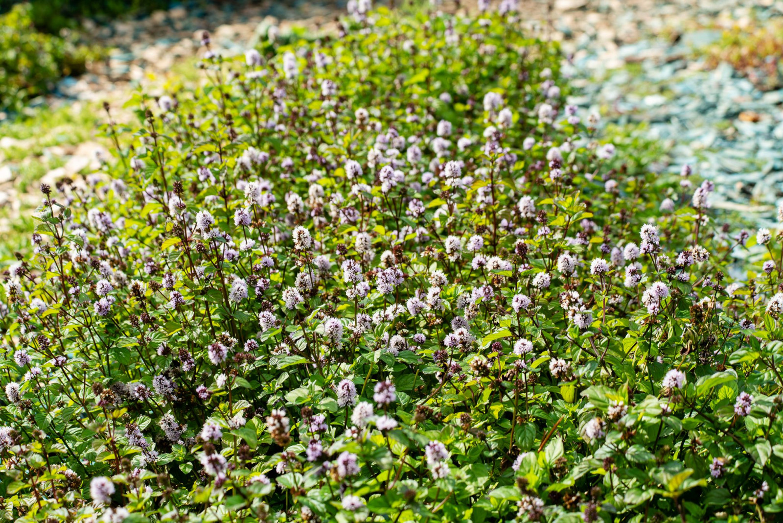 Легенды Крыма