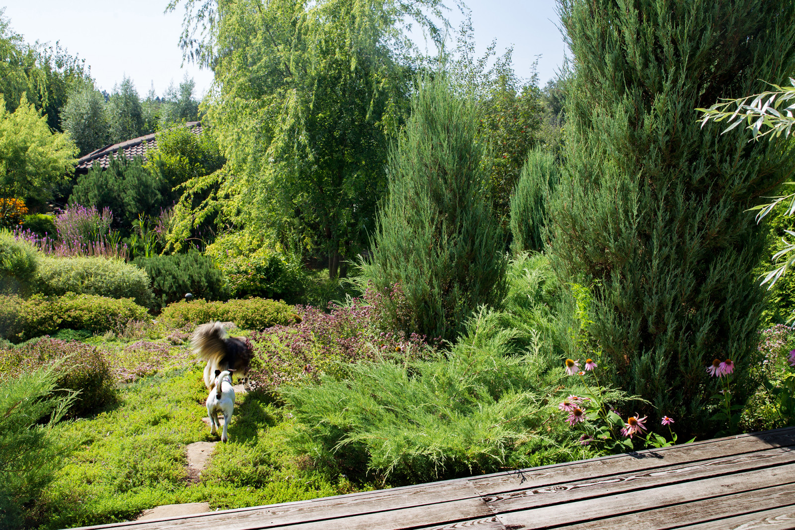 Garden of Elena Astashkina in Moscow Region