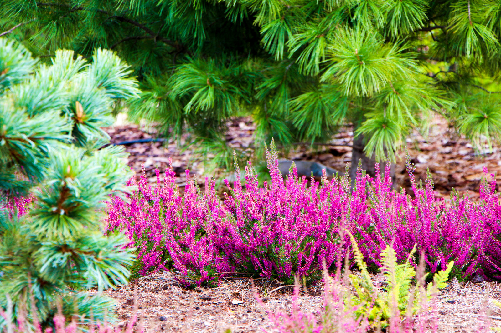 Горки-10, 2017-2020 г.г.