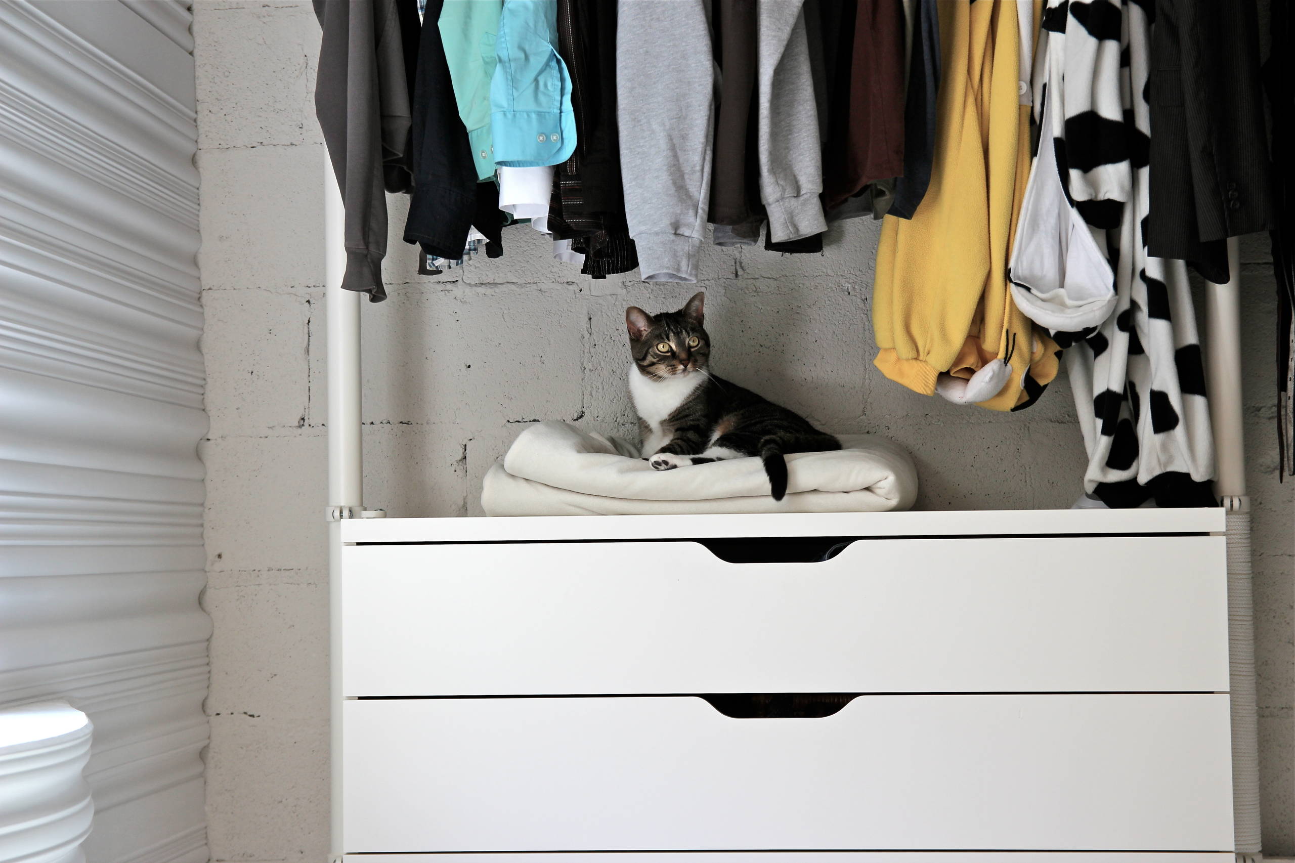 Кот в доме: Что делать, если начались проблемы