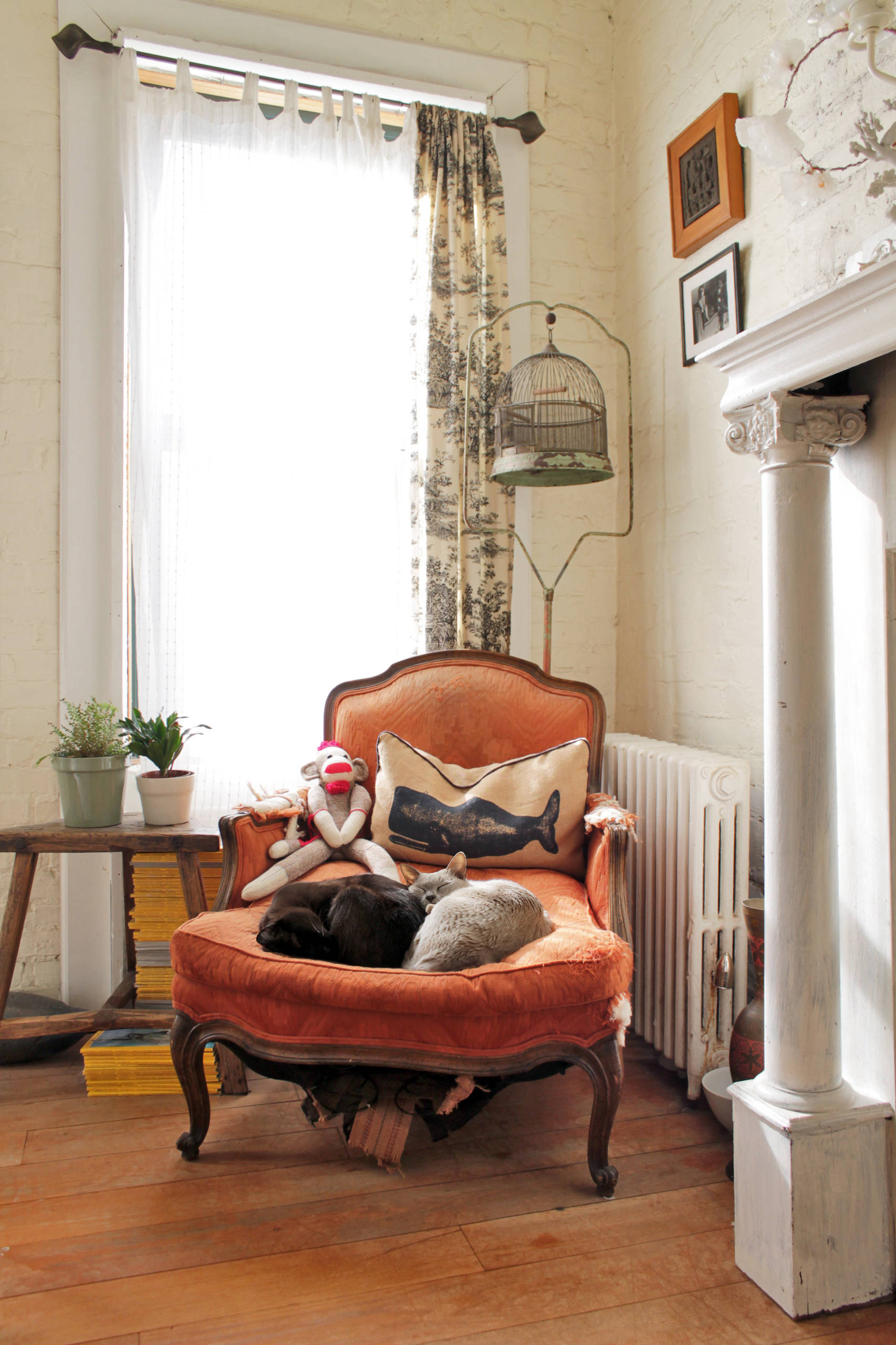 Кот в доме: Что делать, если начались проблемы