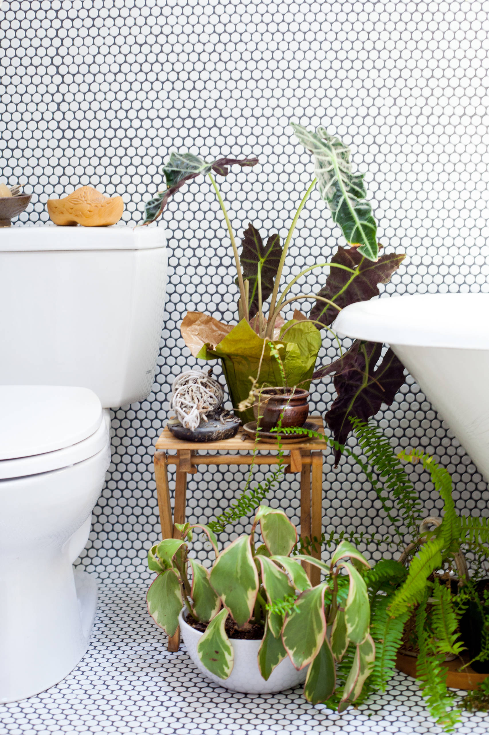 Счастливые комнатные растения — счастливые хозяева