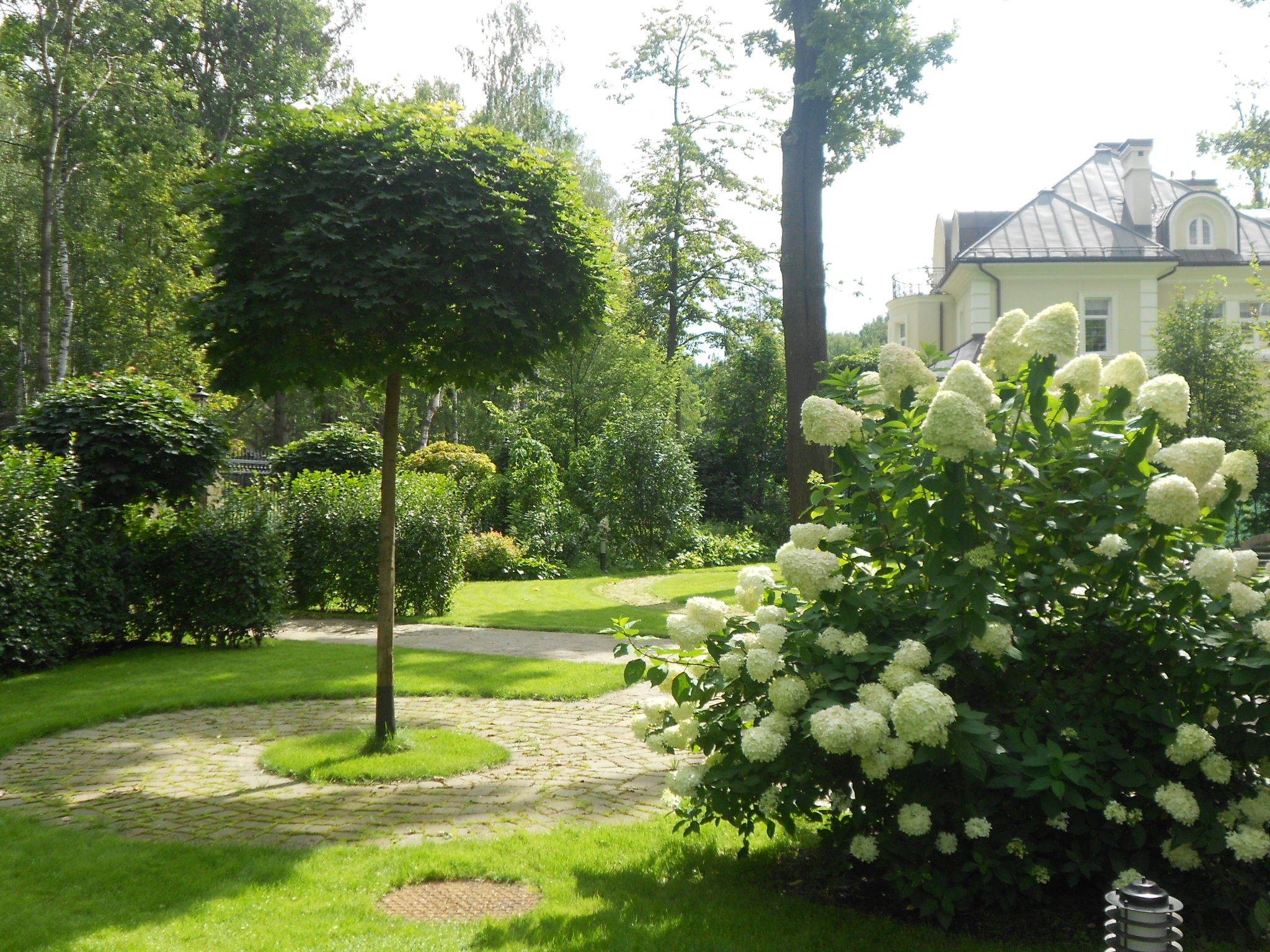 Вопрос: Как правильно выращивать гортензию