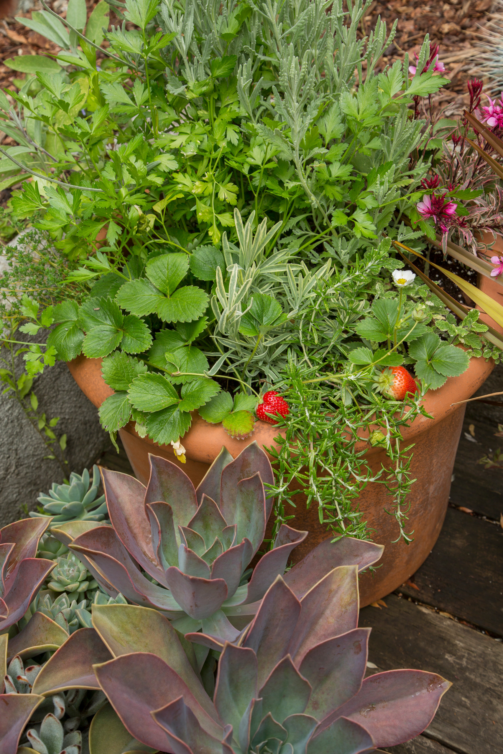 12 весенних композиций для сада в контейнере