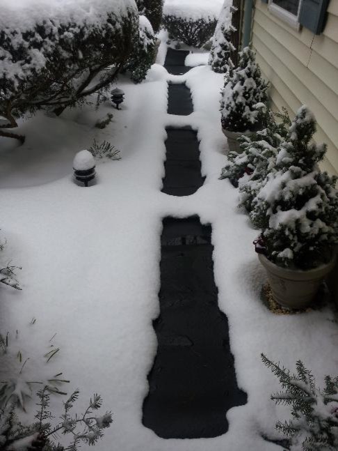 Новогодняя ель в горшке: Можно ли сохранить ее до весны