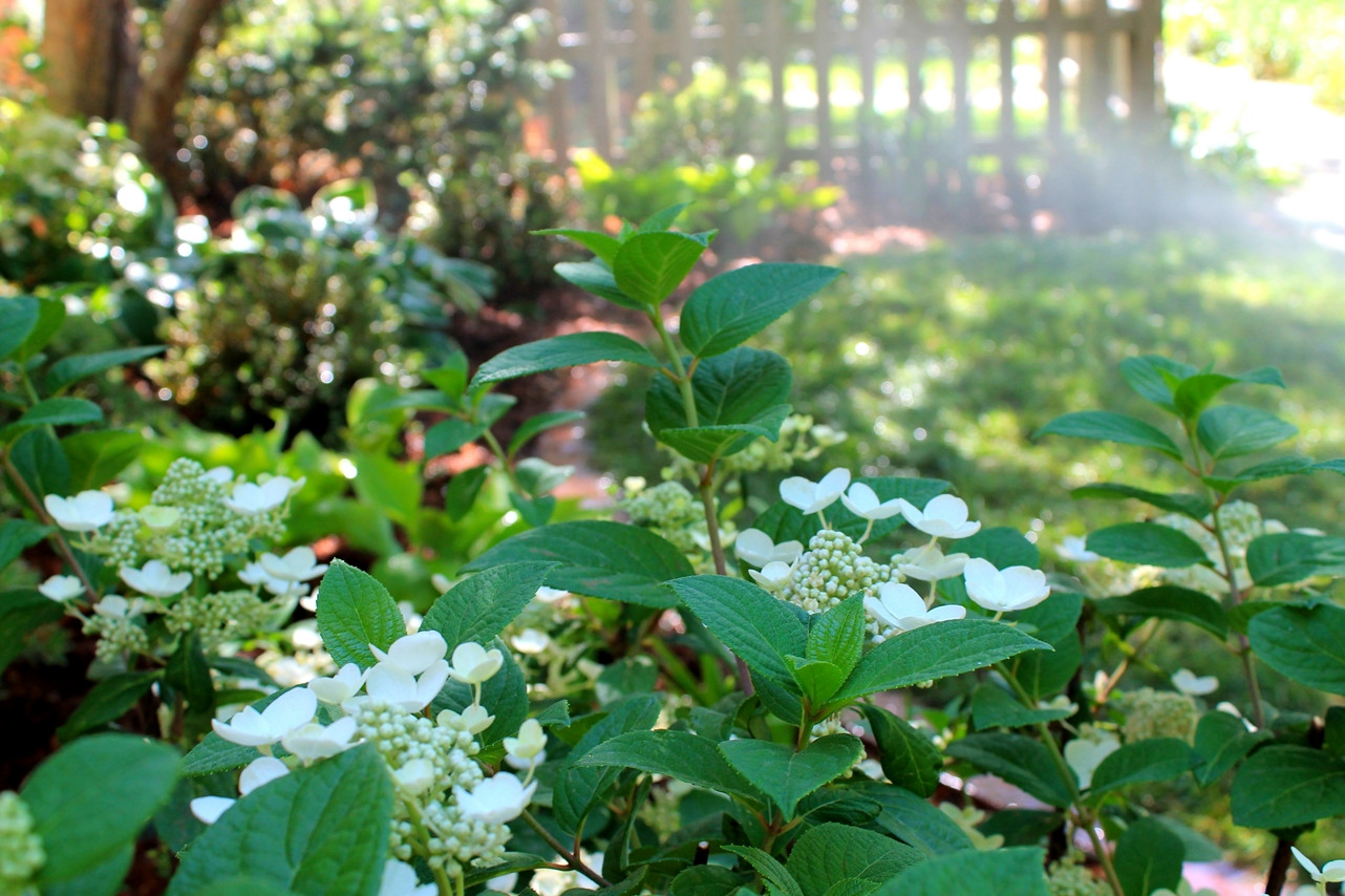 Вопрос: Как правильно выращивать гортензию