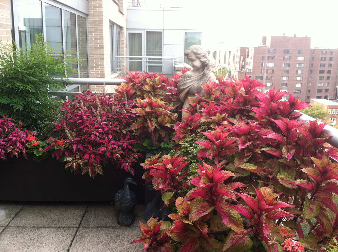 Блиц-озеленение: Как получить цветущий балкон за два дня