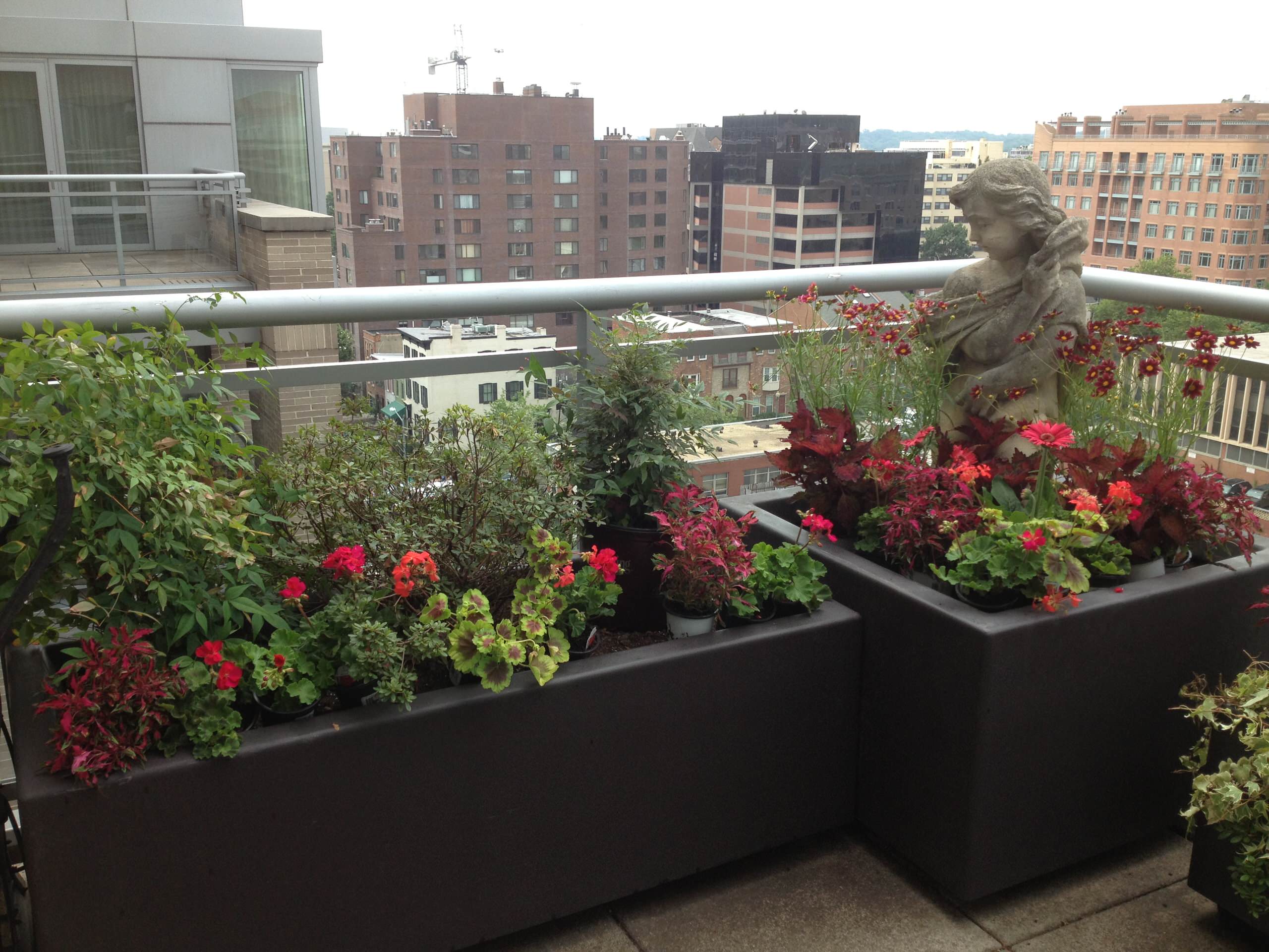 Блиц-озеленение: Как получить цветущий балкон за два дня