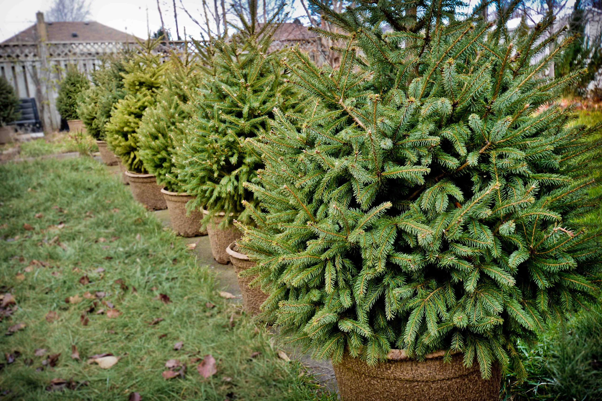 Вопрос: Как выбирать растения для сада