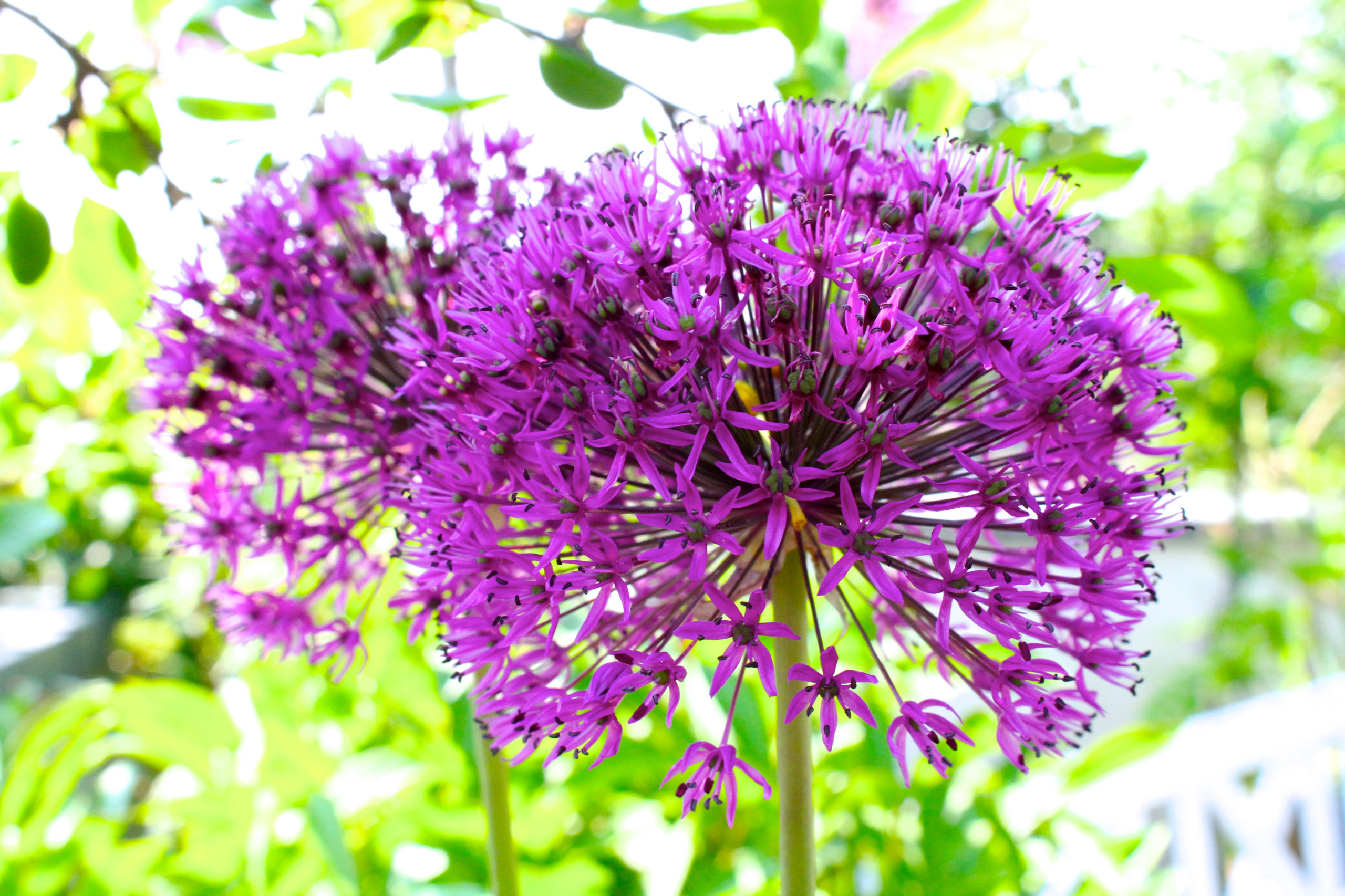 Houzz Германия: Цветущий сад на крыше в Берлине