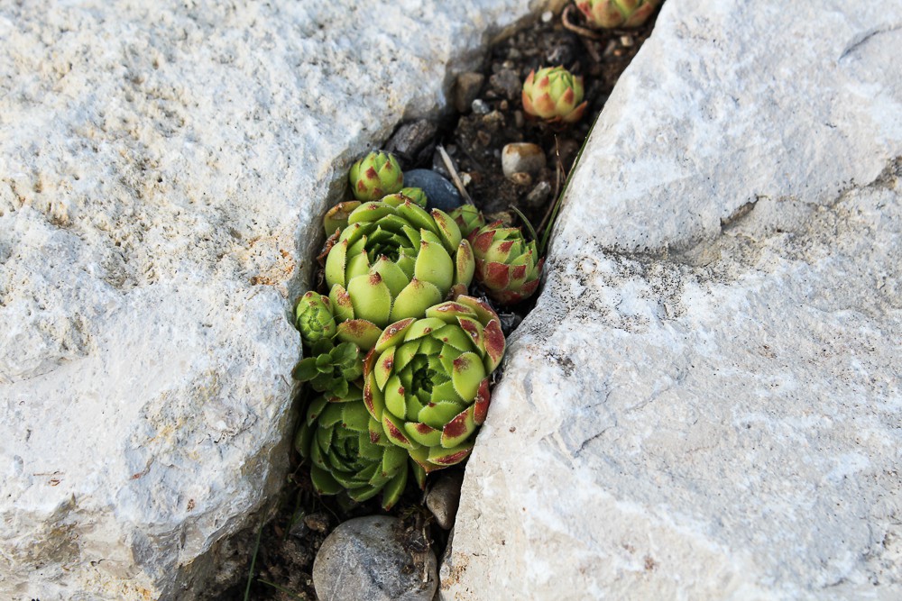 Зачем вам: Растения, которые можно вытаптывать