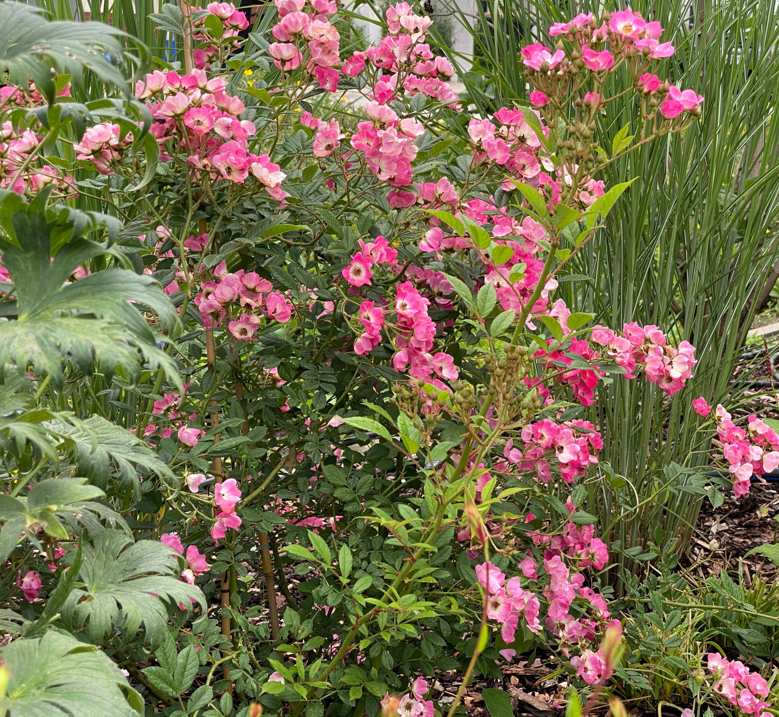 Сад недели: 4 сотки в Берлине — угловой участок
