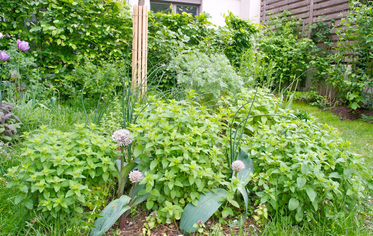 Хороший вопрос: Какие ядовитые растения (возможно) растут в вашем саду