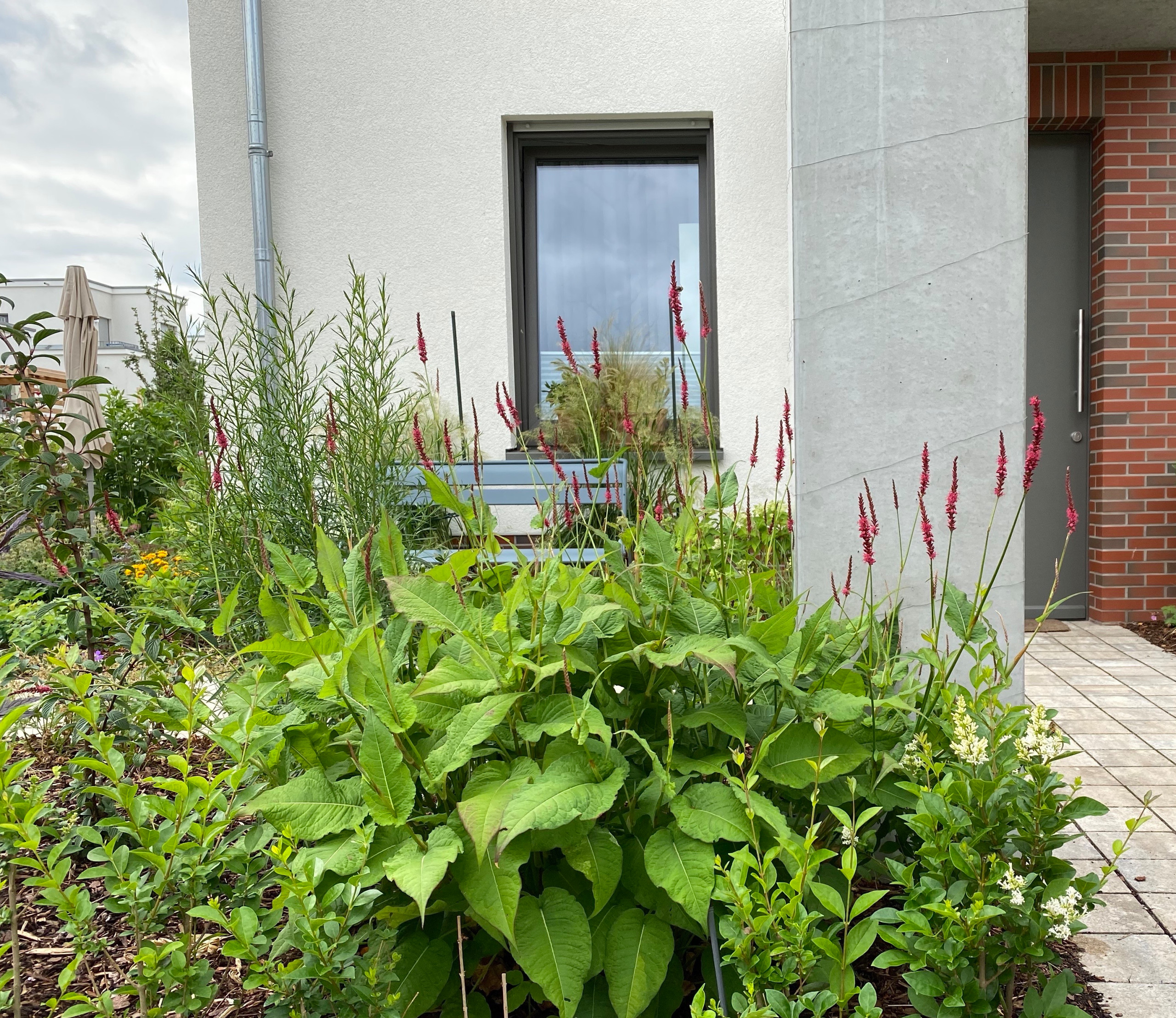 Сад недели: 4 сотки в Берлине — угловой участок