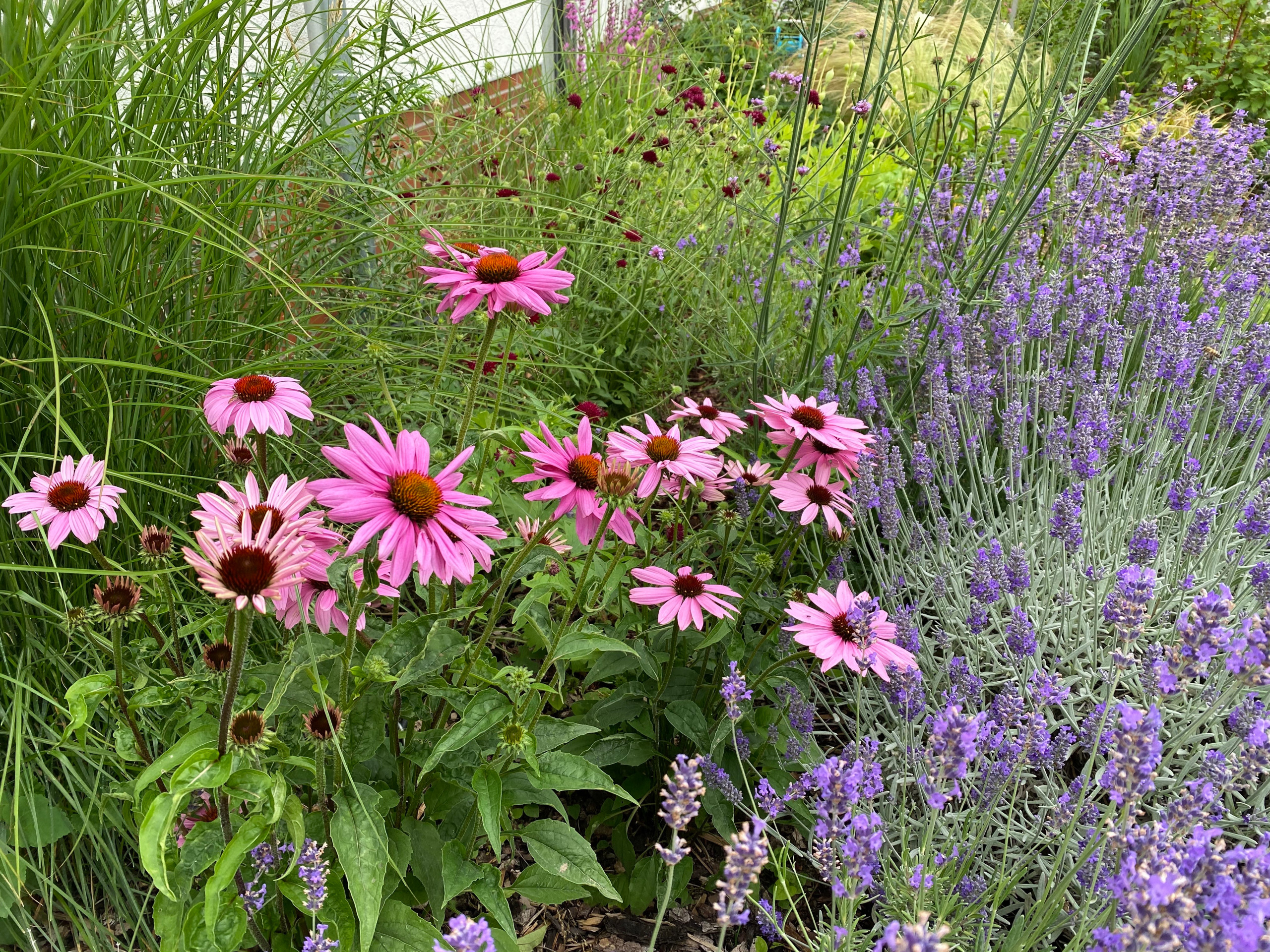 Сад недели: 4 сотки в Берлине — угловой участок