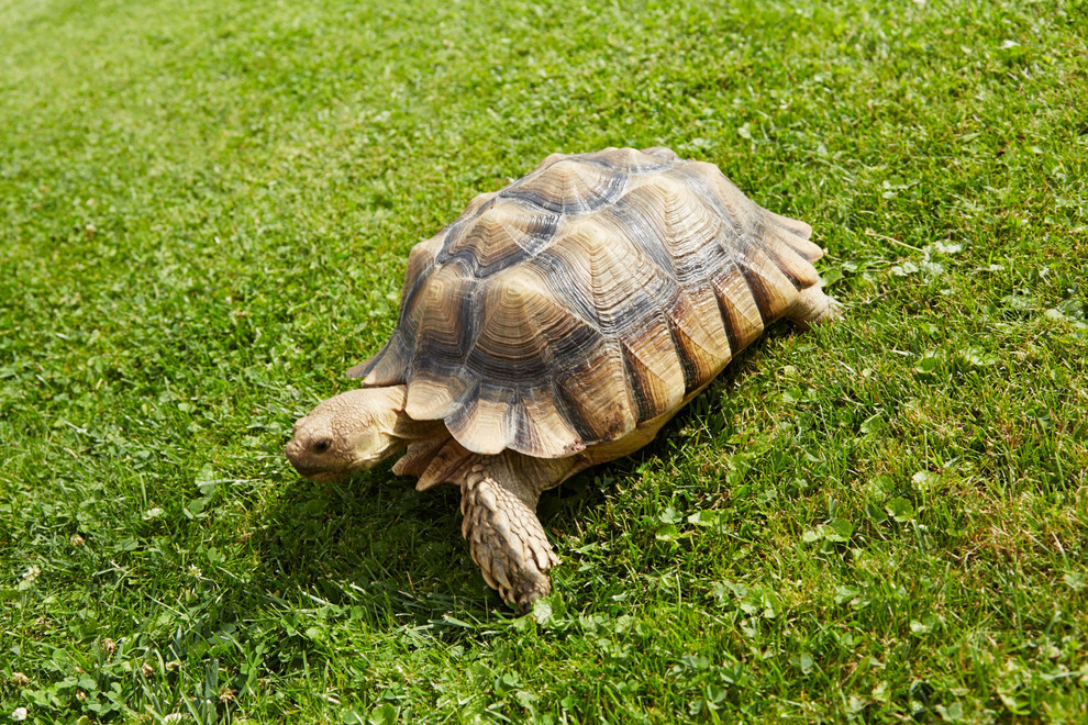 Нестандартные животные в стандартной квартире