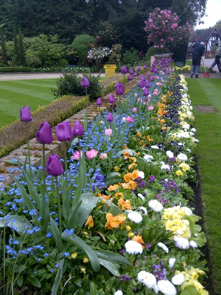 Растение месяца: Примула