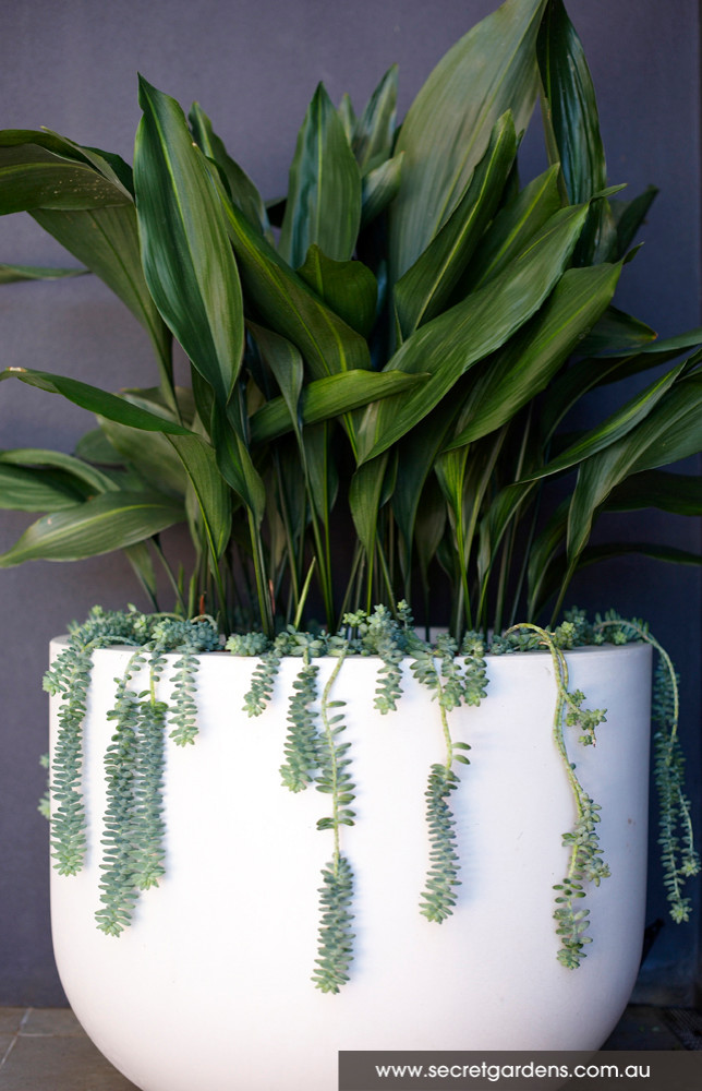 «Ленивый сад» на подоконнике: Что в нем выращивать и как