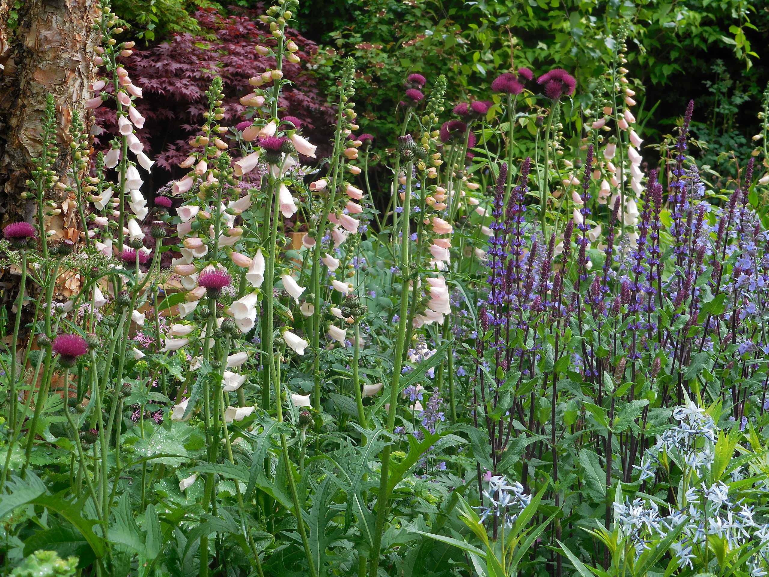 Уроки Chelsea Flower Show: Какими модными цветами украсить сад