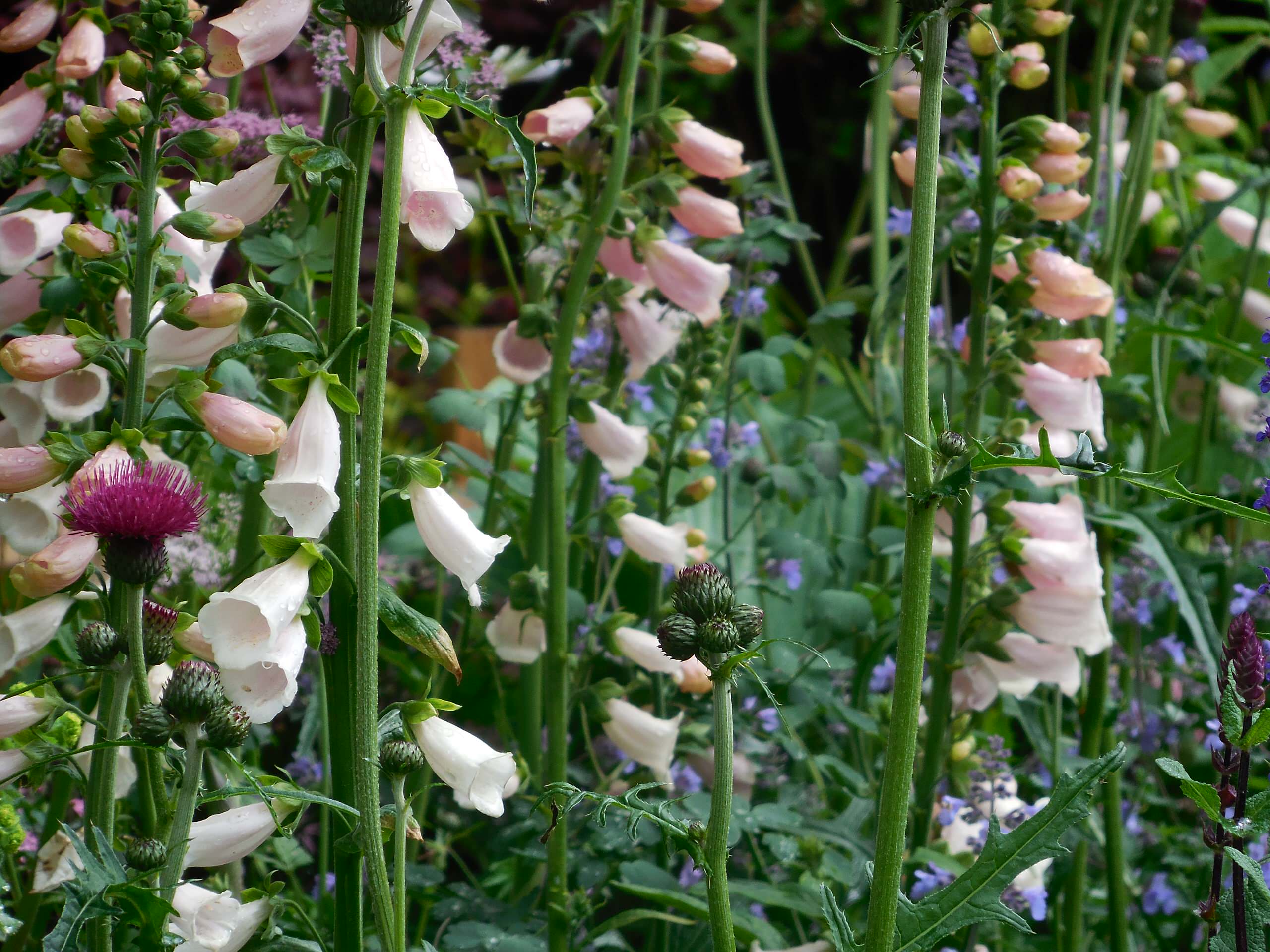 Хороший вопрос: Какие ядовитые растения (возможно) растут в вашем саду