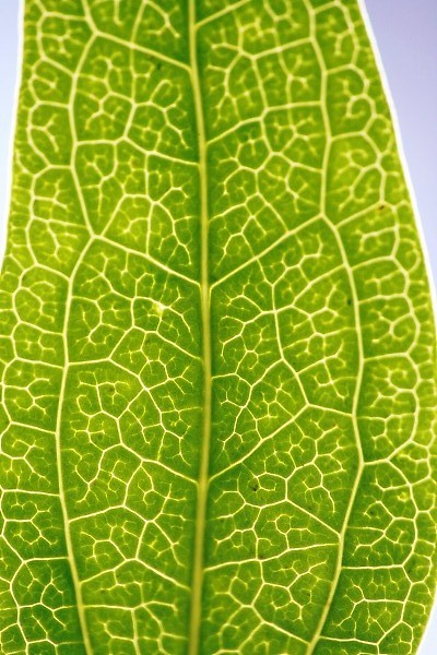 Работа над ошибками: Что пошло не так на клумбе