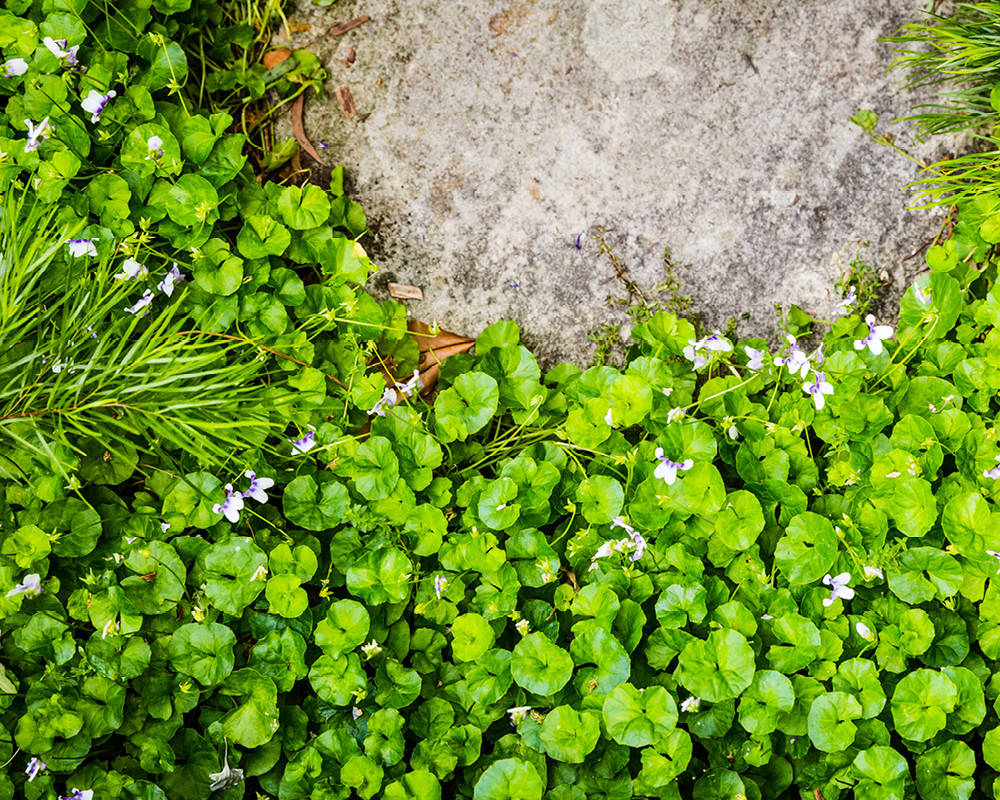 Почвопокровные растения: Зеленый ковер для сада