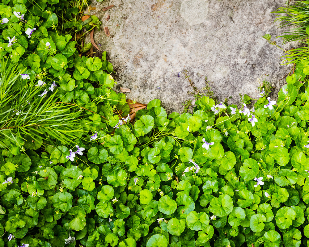 Почвопокровные растения: Зеленый ковер для сада