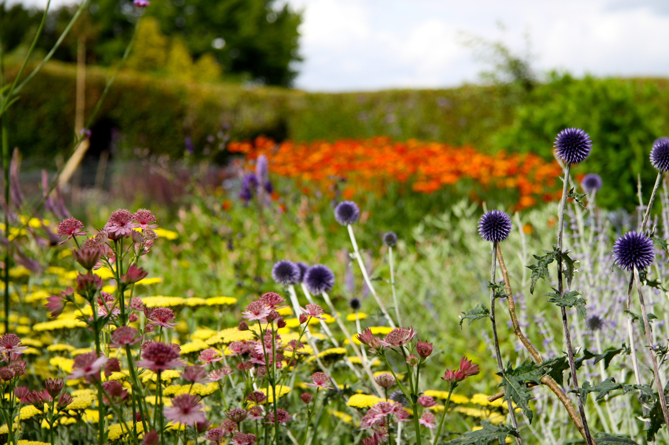 Как правильно: Сочетать растения по цвету на клумбе