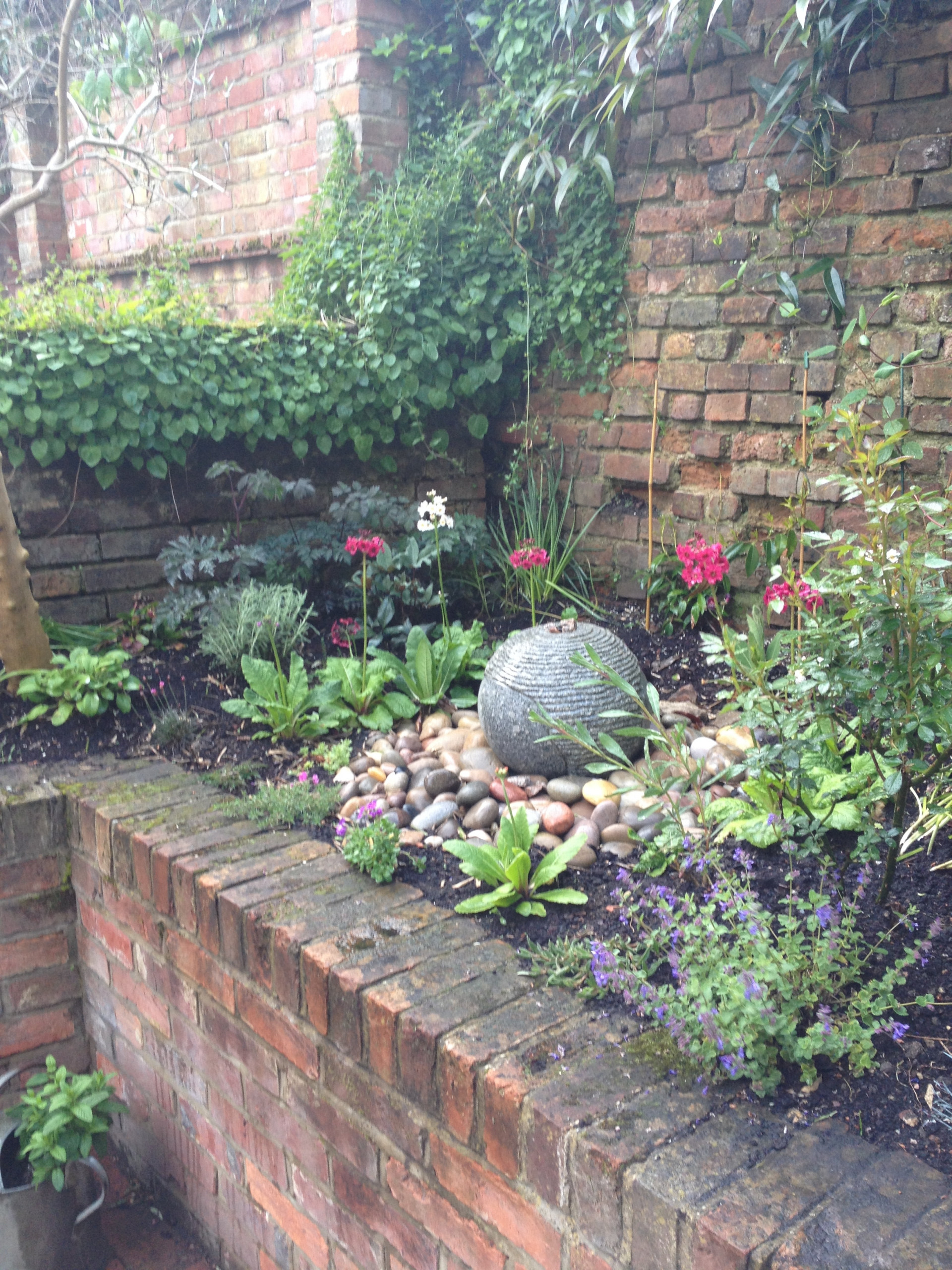 Растение месяца: Примула