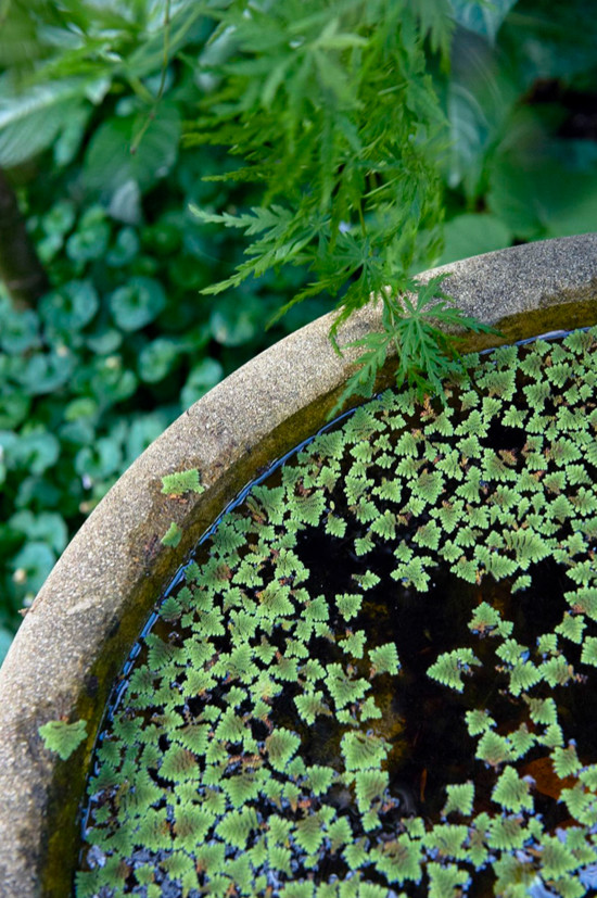 Концы в воду: Декоративные растения для оформления пруда