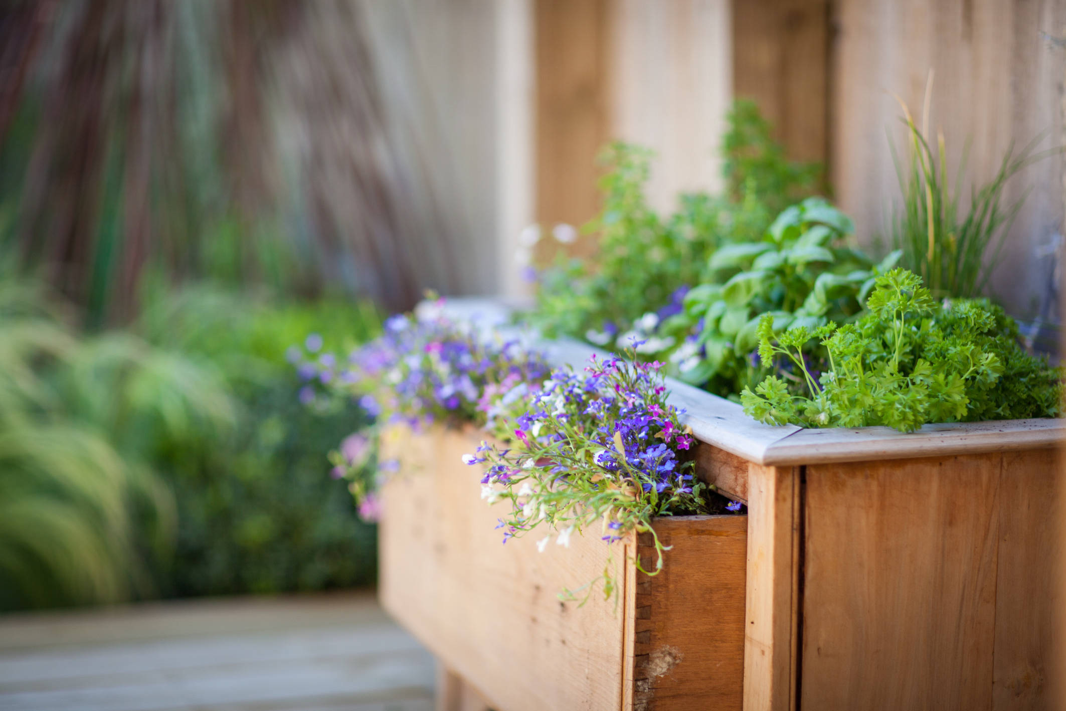 Мнение: Будущее городского озеленения